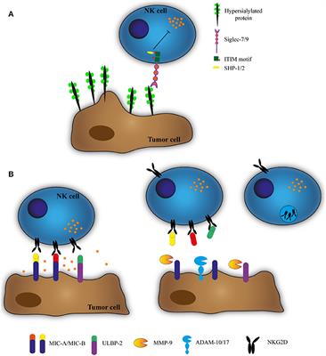 Tumor Microenvironment-Associated Extracellular Matrix Components Regulate NK Cell Function